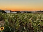 Sunflowers at sunset Sunflowers at sunset